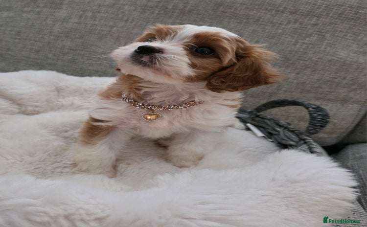 Cavapoo dogs - Advert 2