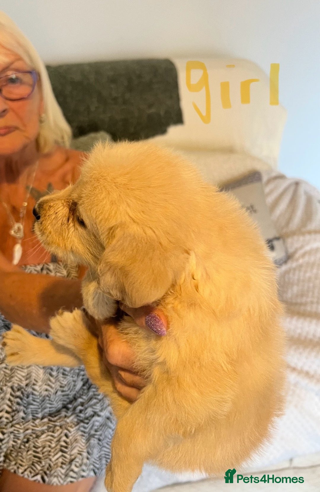 Labradoodle dogs for sale: Labradoodle puppies for sale  - Image 3