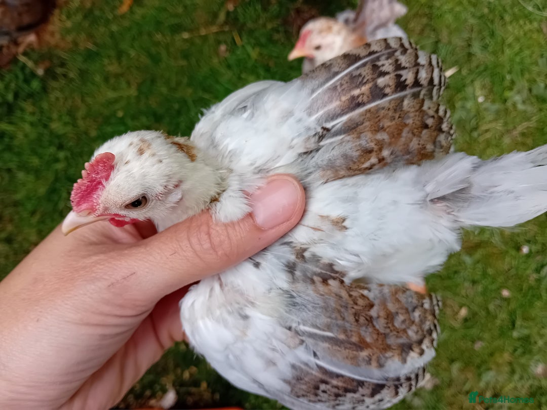Chickens poultry for sale: Beautiful Tame Serama Trio - Handled Daily - Image 13