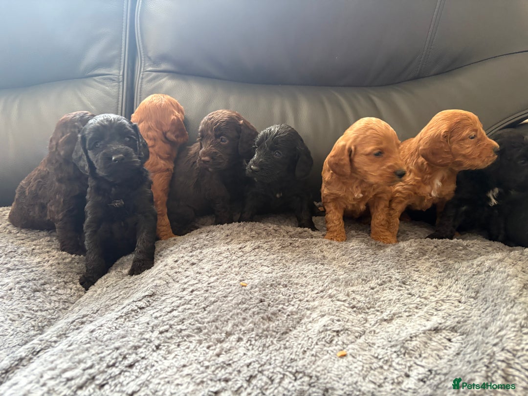 Cockapoo dogs for sale: F1 PRA Clear cockapoo puppys in Sandbach - Image 16