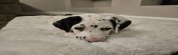 Dalmatian dogs for sale: Dalmatian puppies - Advert 6