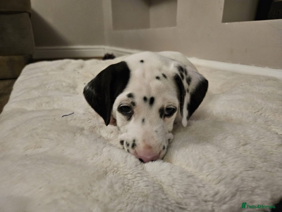 Dalmatian dogs for sale: Dalmatian puppies - Advert 6