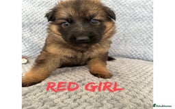 German Shepherd dogs for sale: K/C Registered German Shepherd Puppies  - Image 6