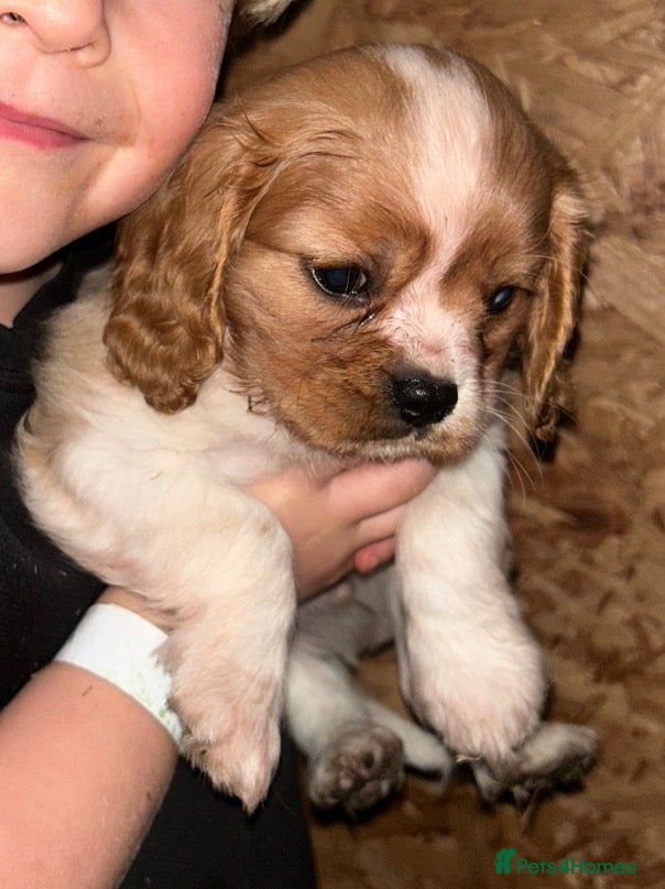 Cavalier King Charles Spaniel dogs Cavalier King Charles Puppies - Advert 1