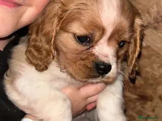 Cavalier King Charles Spaniel dogs Cavalier King Charles Puppies - Advert 1