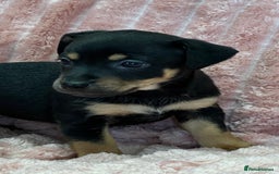 Jack Russell dogs for sale: Quality litter of beautiful Jack Russell puppies  - Image 20