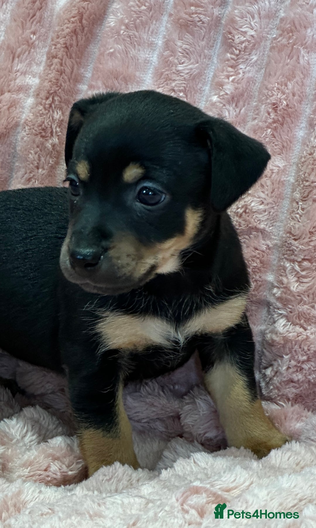 Jack Russell dogs for sale: Quality litter of beautiful Jack Russell puppies  - Image 20