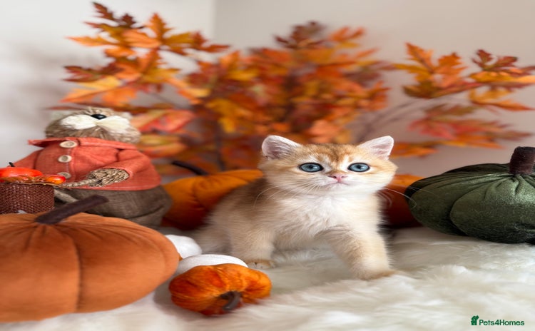 British Shorthair cats - Advert 4