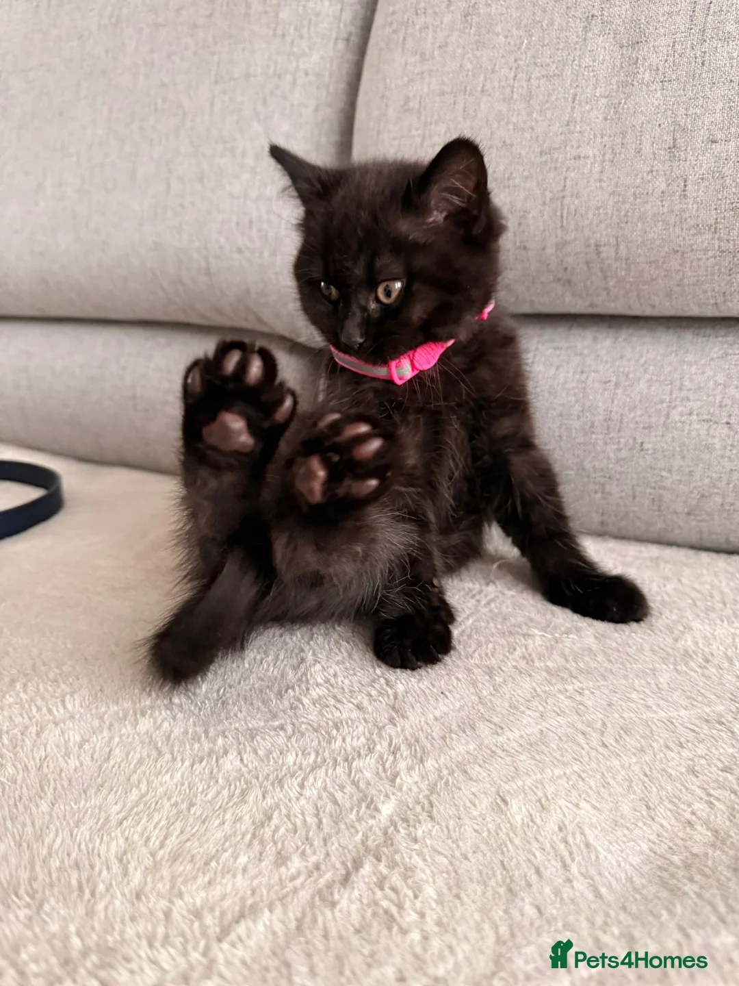 Mixed Breed cats for sale: British Shorthair Cross - Advert 9