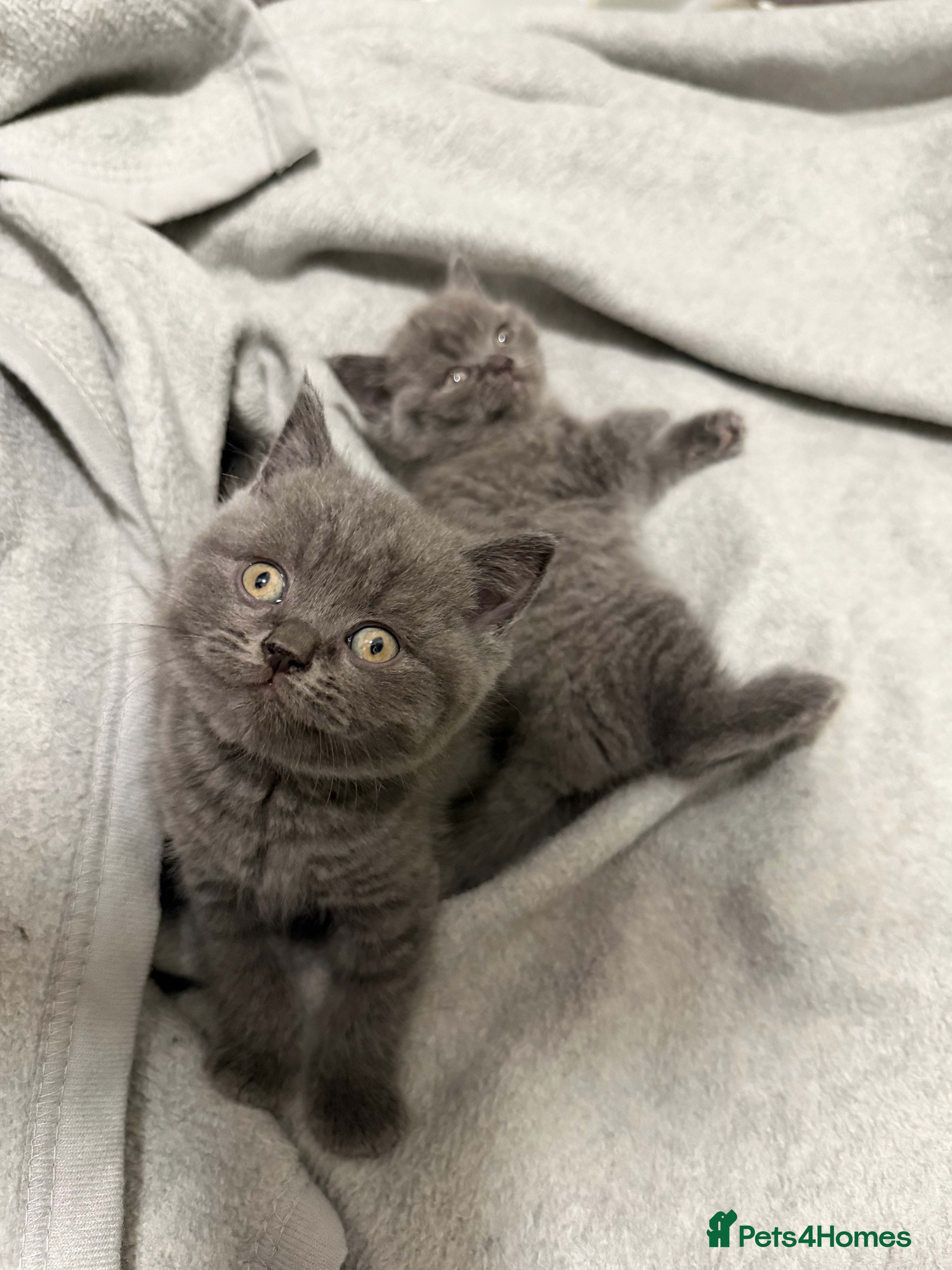British Shorthair cats British cat kittens last boy   - Advert 8