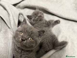 British Shorthair cats British cat kitten 2boys 1girl - Advert 4