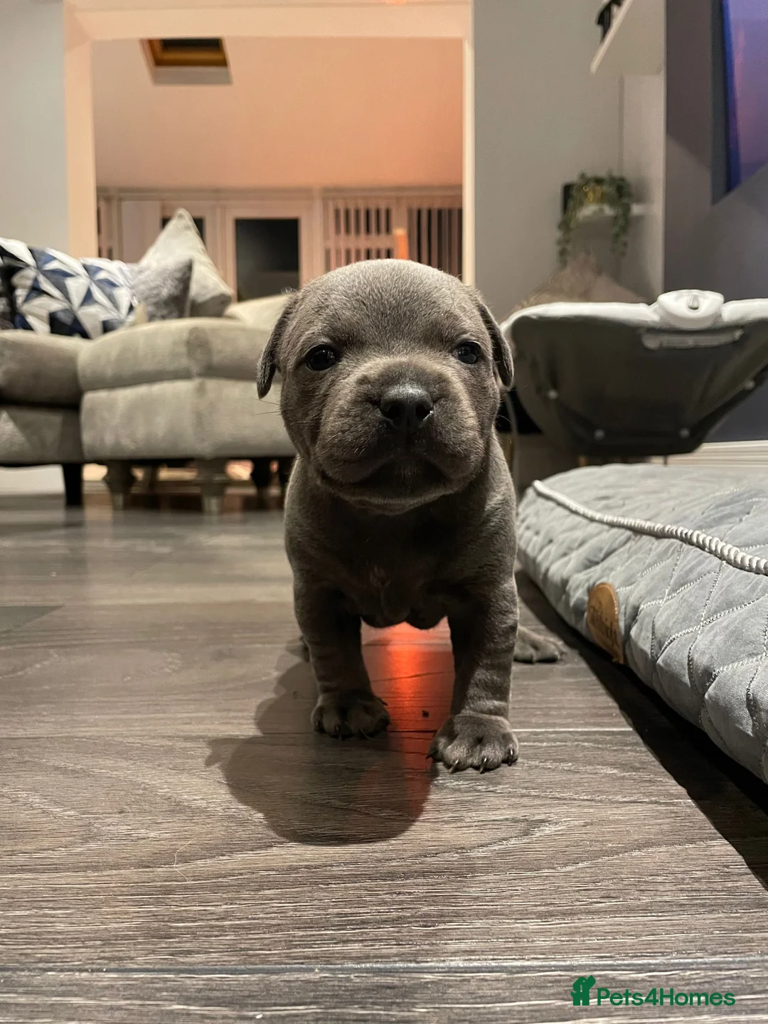 Staffordshire Bull Terrier dogs for stud: Grand Champion Sired - Multi Champion Bloodlines S in Basingstoke - Advert 9