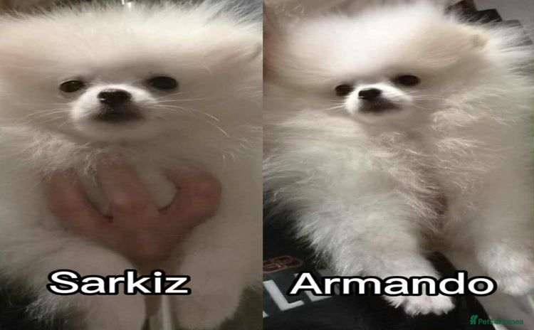 Pomeranian dogs - Advert 4