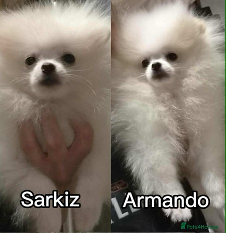 Pomeranian dogs - Advert 9
