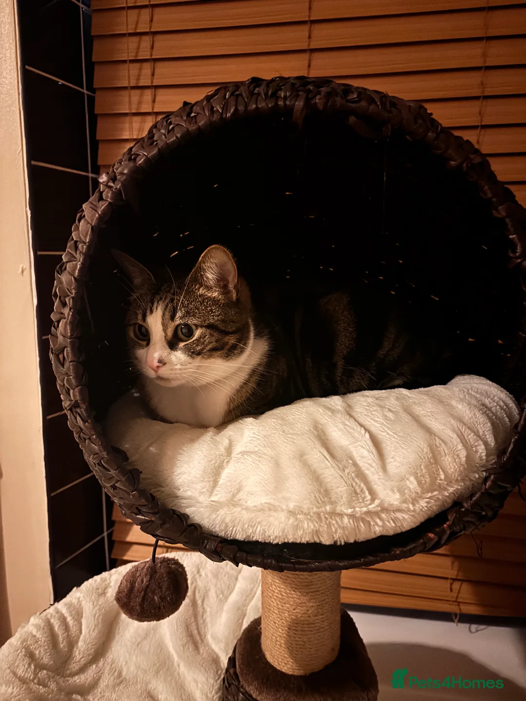 Gallery Image {{count}}