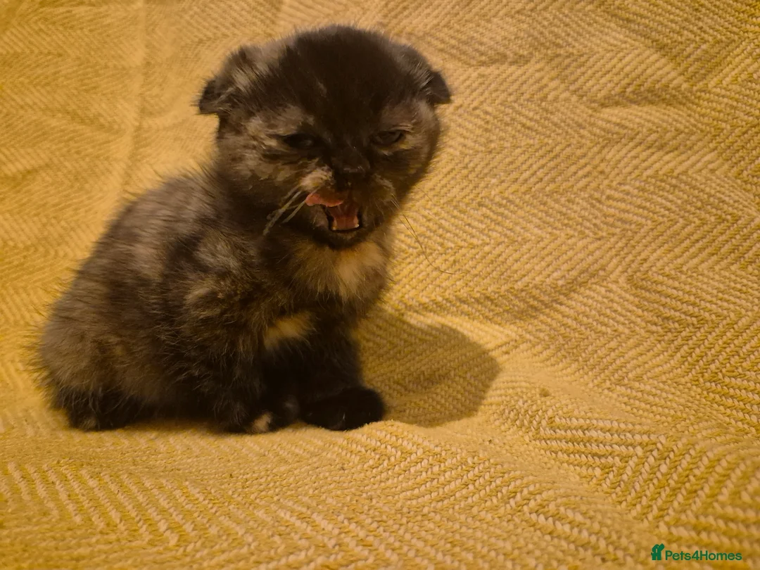 Scottish Fold cats for sale: *Reduced*TICA REGISTERED  - Advert 7