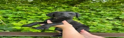 Labradoodle dogs for sale: Stunning Standard labradoodles f1   - Advert 7