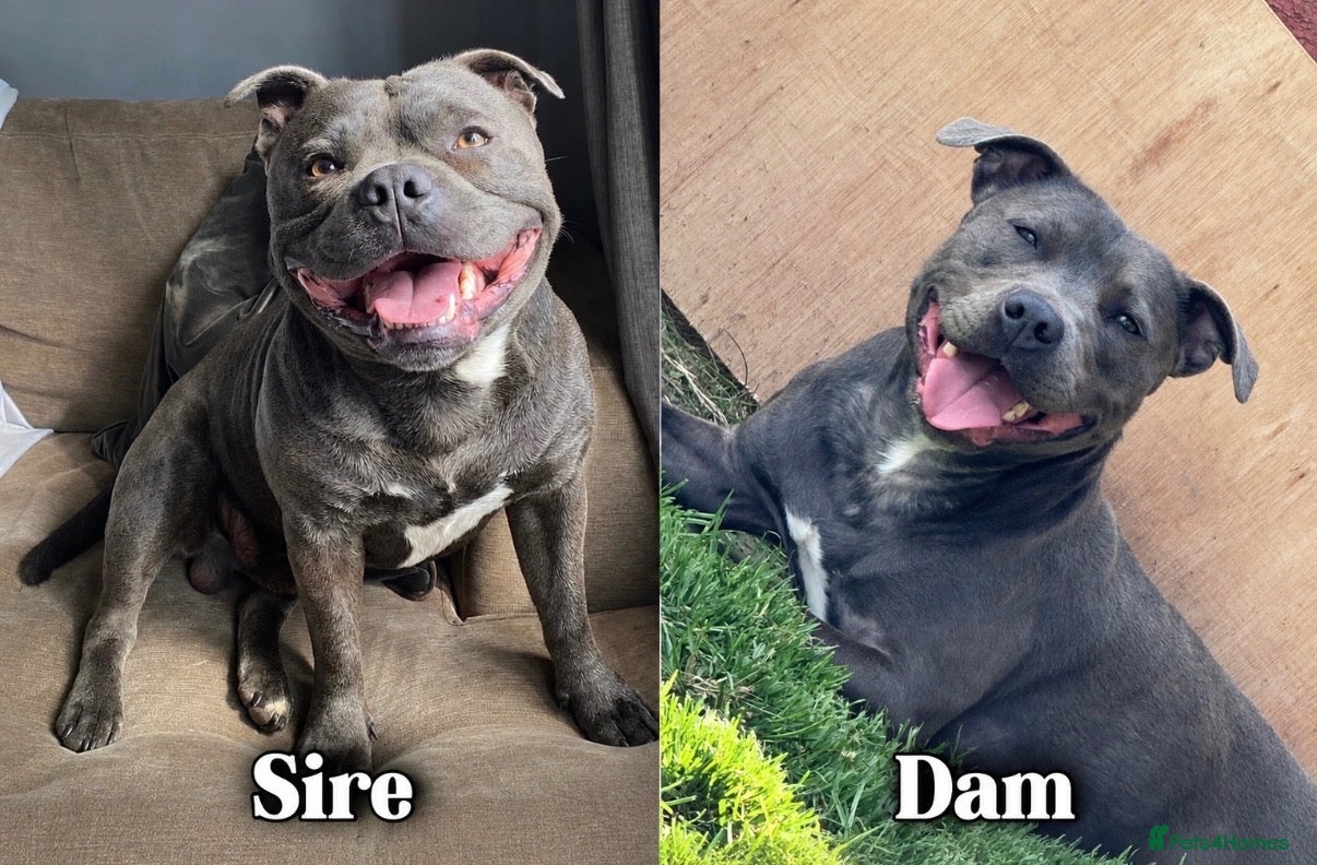 Staffordshire Bull Terrier dogs Blue Staffordshire bull terrier pups  - Advert 10