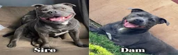 Staffordshire Bull Terrier dogs for sale: Blue Staffordshire bull terrier pups  in Hebburn - Advert 1