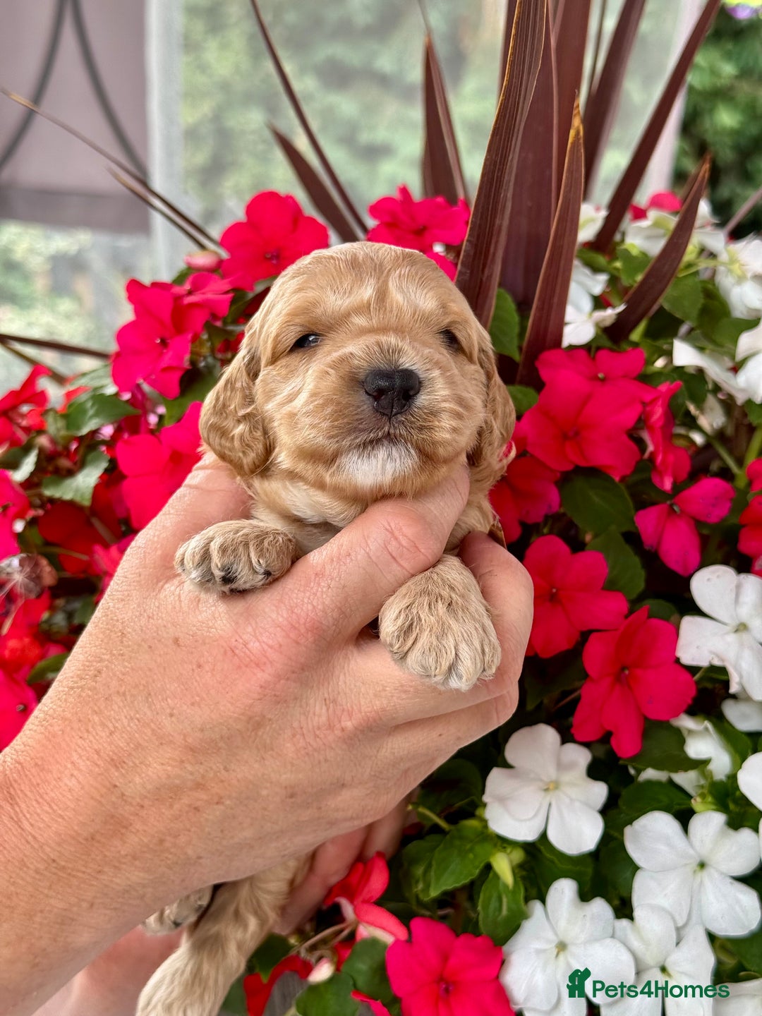 Cockapoo dogs for sale: 7 gorgeous apricot f1 DNA tested Cockerpoos  - Image 4