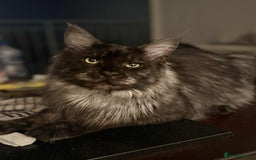 Maine Coon cats for sale: GCCF & TICA Reg Affectionate Maine Coon kittens - Image 37