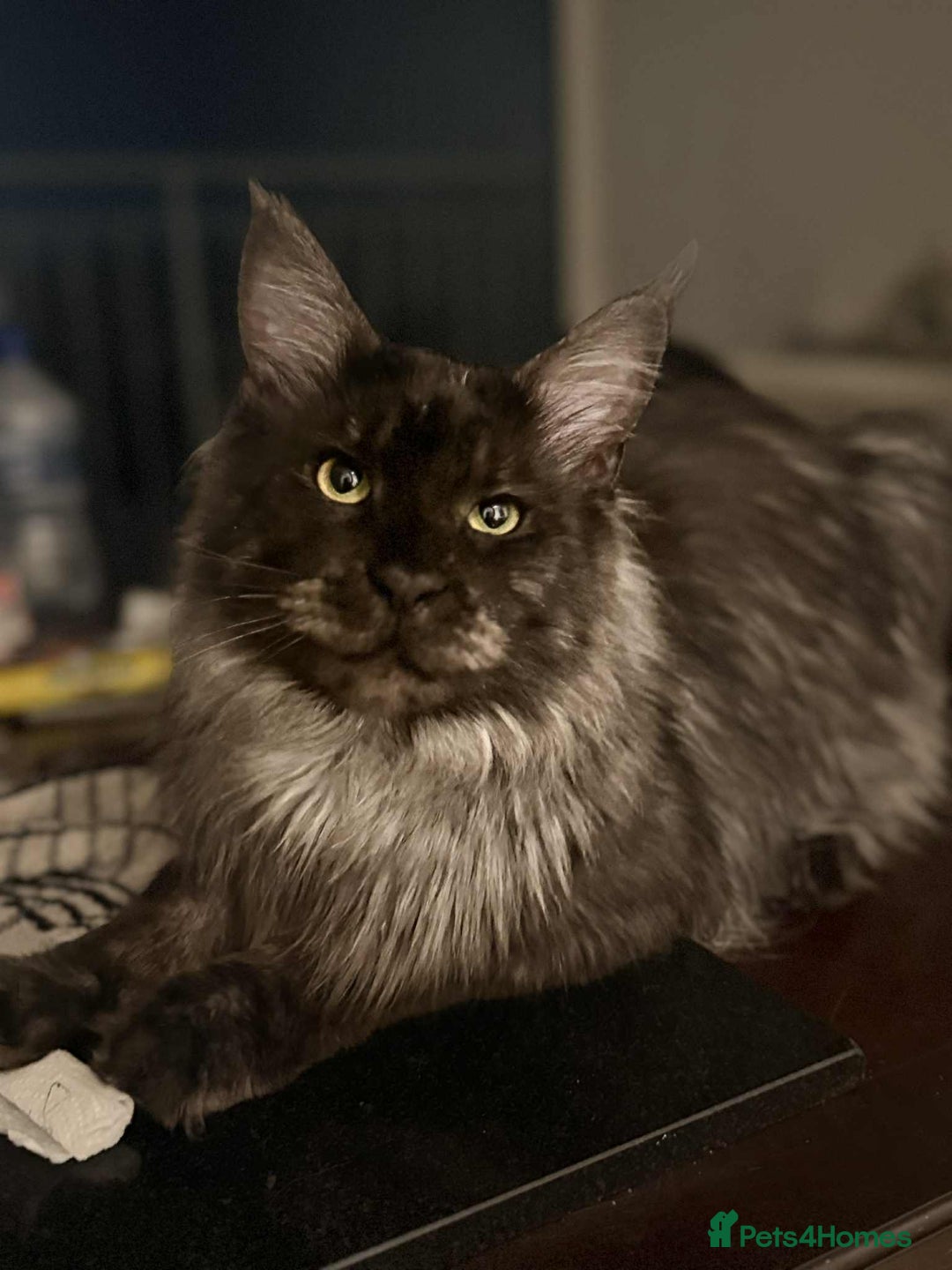 Maine Coon cats for sale: GCCF & TICA Reg Affectionate Maine Coon kittens - Image 37