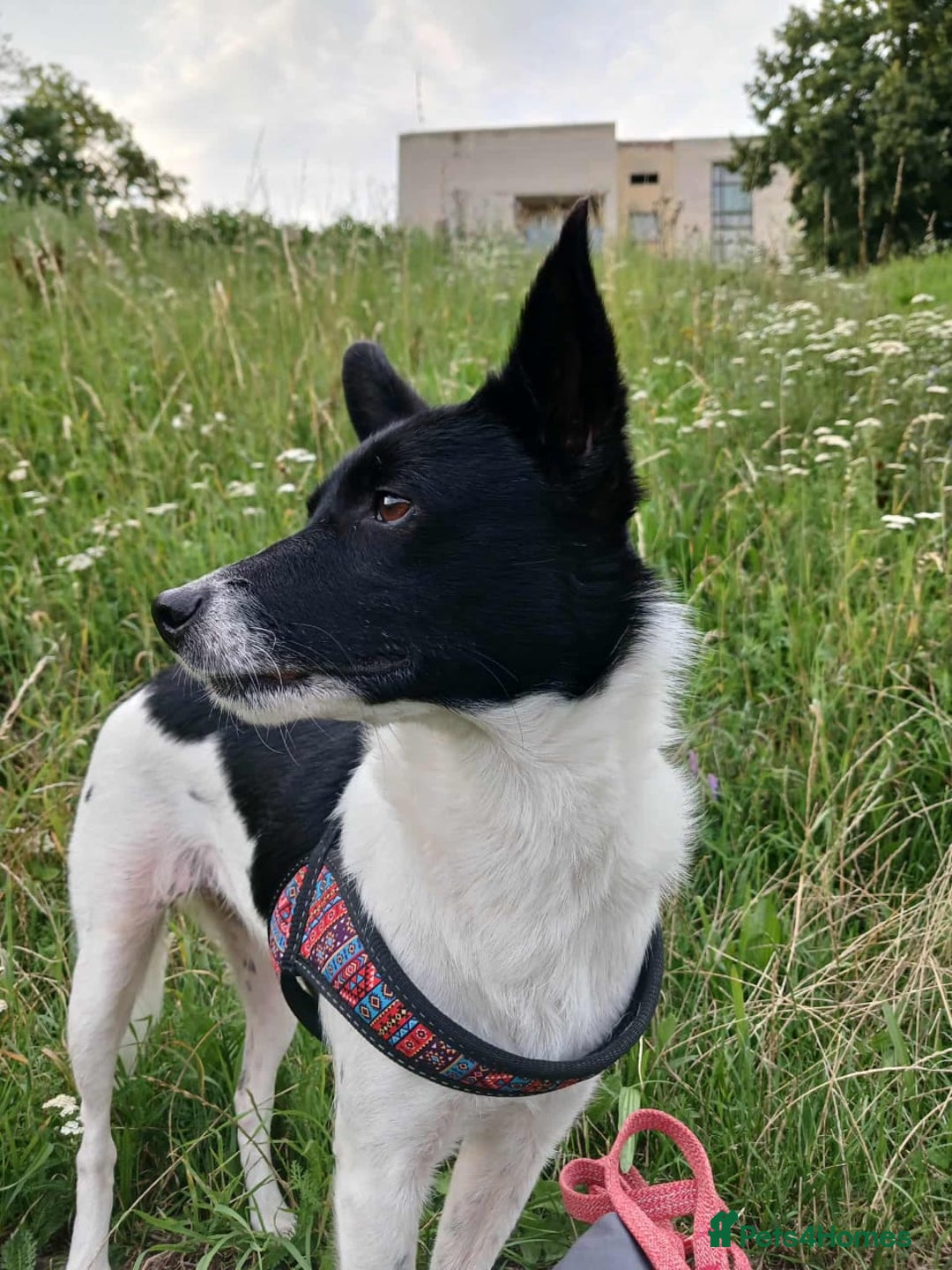 Mixed Breed dogs for adoption: 💖🐶 ELZA 🐶💖 - Image 17