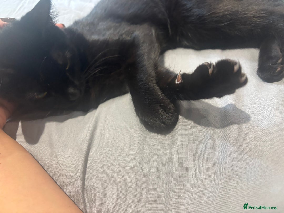 Bengal cats for sale: Beautiful Black Bengal Kitten 5 Months Old - Image 1