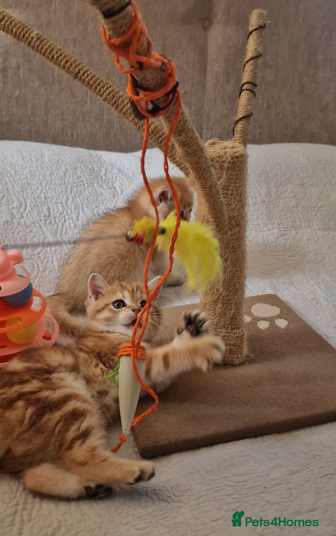 British Shorthair cats for sale: NY12 TICA GOLDEN BRITISH SHORTHAIR KITTENS  - Image 2