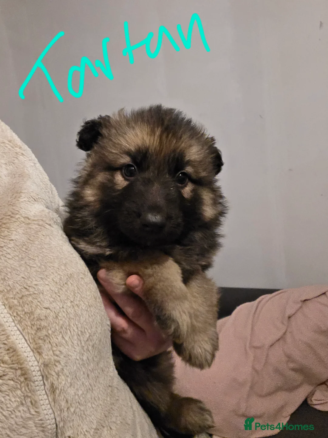 German Shepherd dogs for sale: German shepherd puppies - Advert 6