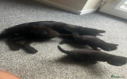 British Shorthair cats for sale: Three black kittens for sale  - Image 2