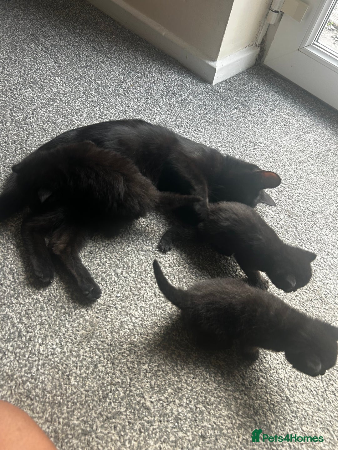 British Shorthair cats for sale: Three black kittens for sale  - Image 2
