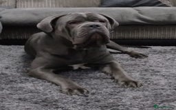 Cane Corso dogs for stud: BLUE CANE CORSO STUD  in Waltham Cross - Image 8