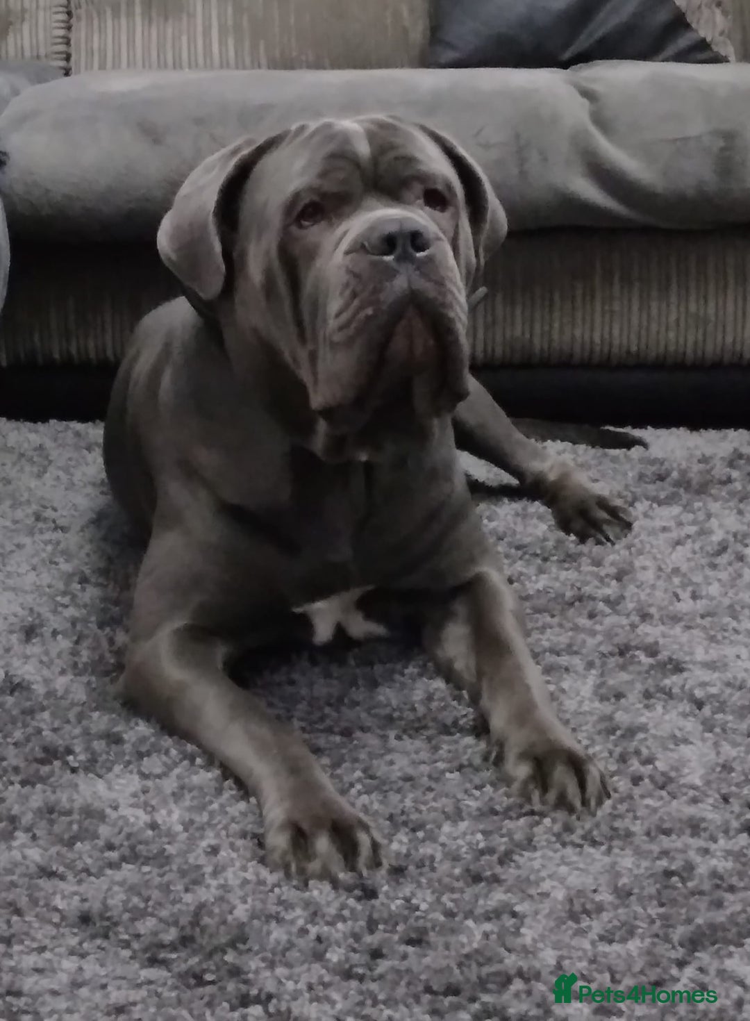 Cane Corso dogs for stud: BLUE CANE CORSO STUD  in Waltham Cross - Image 8