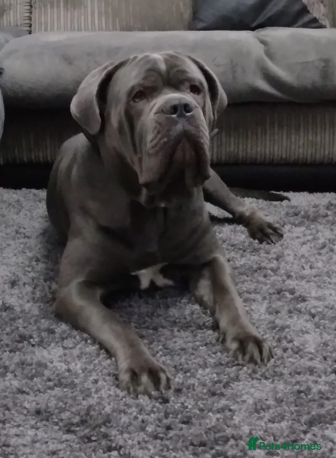 Cane Corso dogs for stud: BLUE CANE CORSO STUD  in Waltham Cross - Advert 8