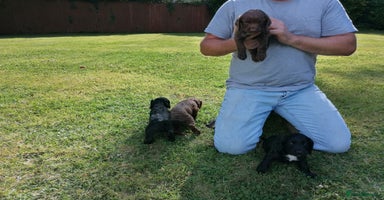 Cocker Spaniel dogs - Advert 10