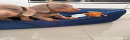 Miniature Dachshund dogs for sale: Miniature Dachshund Puppies in Bradford - Advert 12