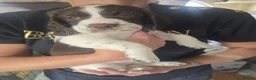 Mixed Breed dogs for sale: Cindy Lou’s beautiful puppies in Gloucester - Advert 15