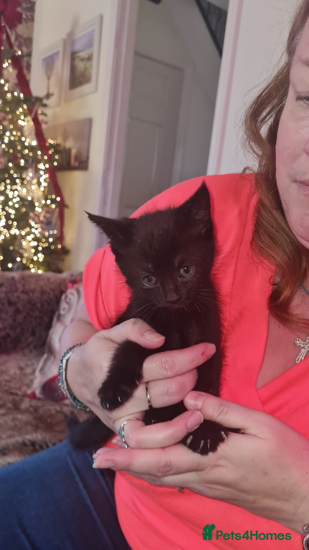 British Shorthair cats for sale: 🐾 Beautiful British Shorthair Kittens  - Advert 4