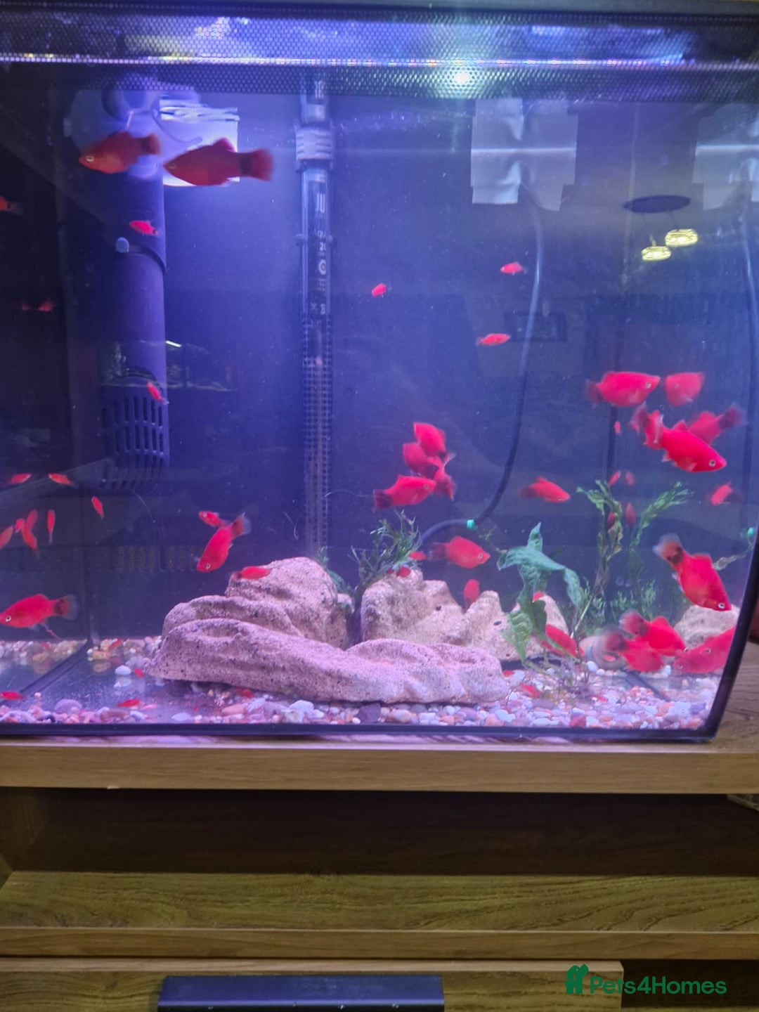Platies fish for sale: Home bred Platies for sale.  - Advert 1