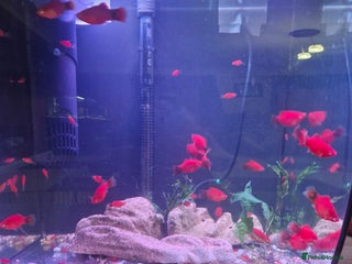 Platies fish Home bred Platies for sale. - Advert 1