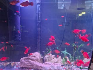Platies fish Home bred Platies for sale. - Advert 2