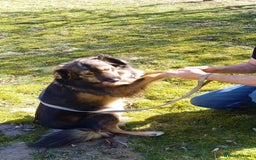Mixed Breed dogs for adoption: Meet Little BEAR, a Lovely but naughty Boy... - Image 22