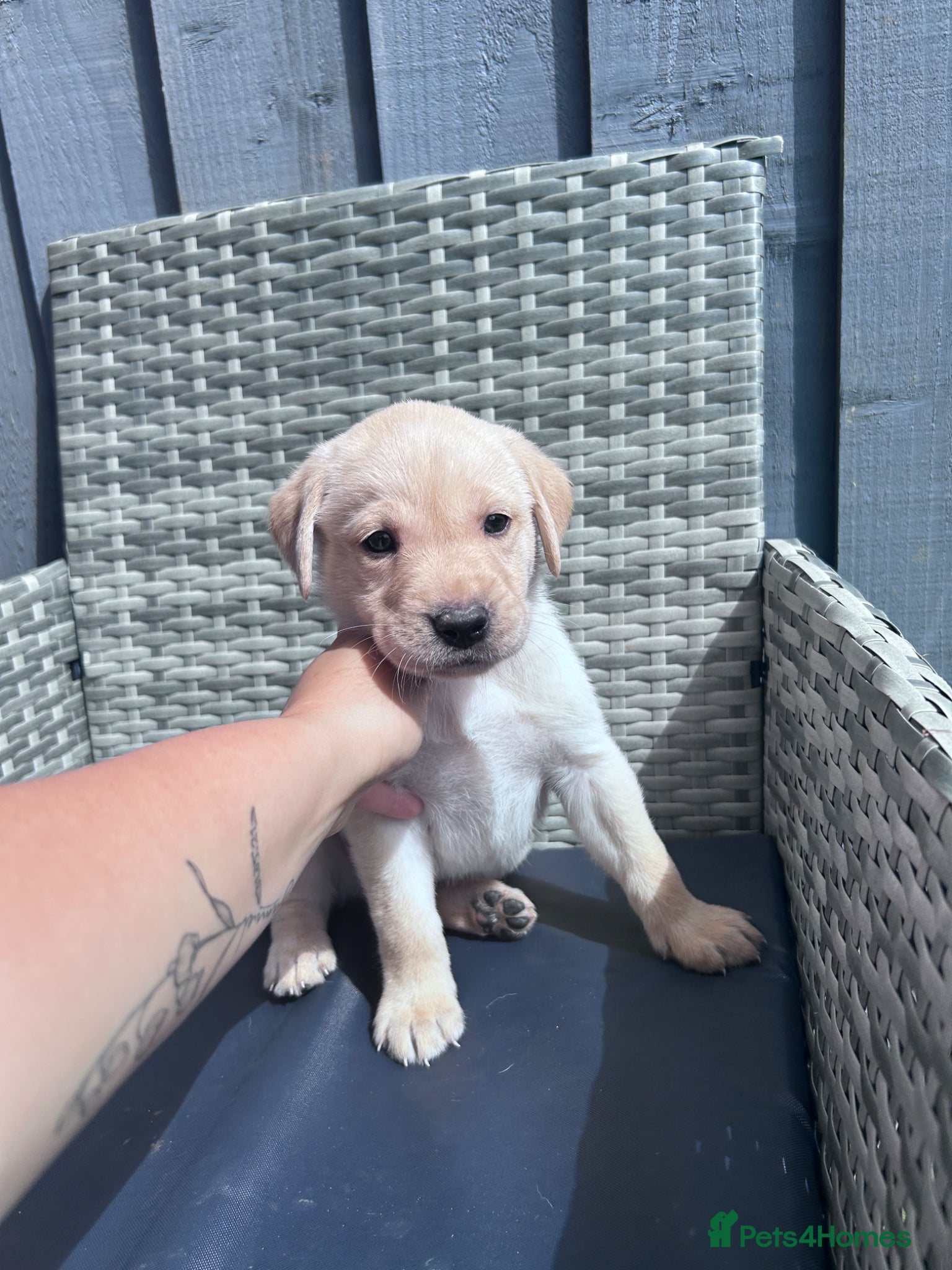 Labrador Retriever dogs Labrador puppies  - Advert 17