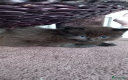 British Longhair cats for sale: 3 stunning longhaired british x  - Image 4