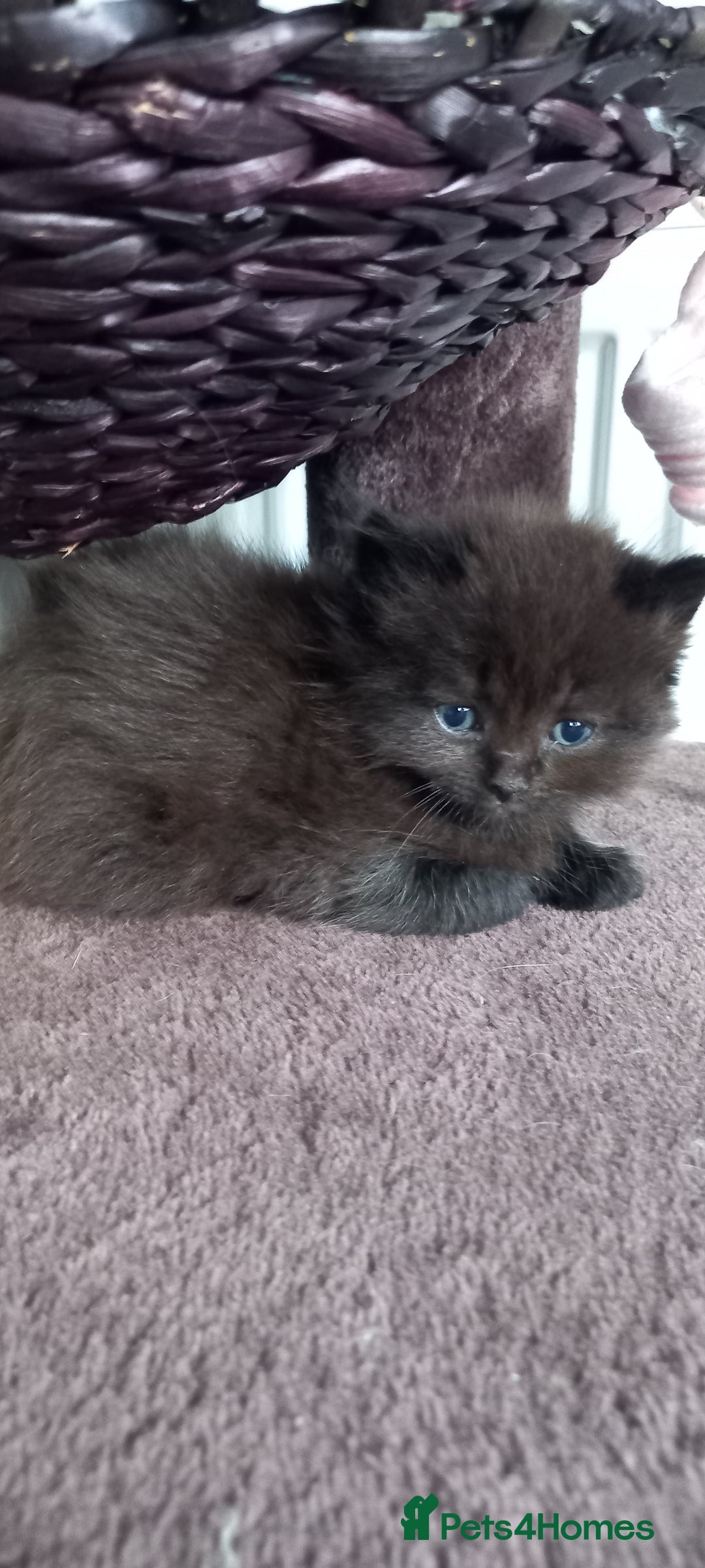 British Longhair cats for sale: 3 stunning longhaired british x  - Image 4