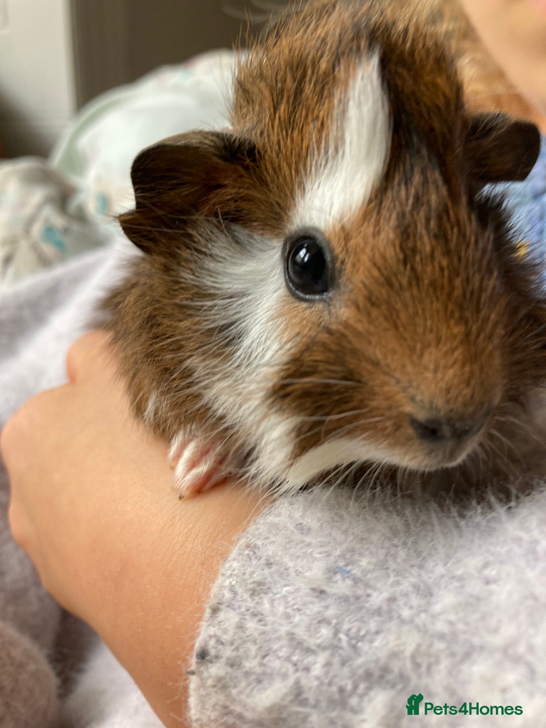 Guinea Pig rodents for sale: Two beautiful little brothers Brighton - Image 10