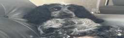 Cocker Spaniel dogs for sale: Show cocker spaniel  - Advert 2