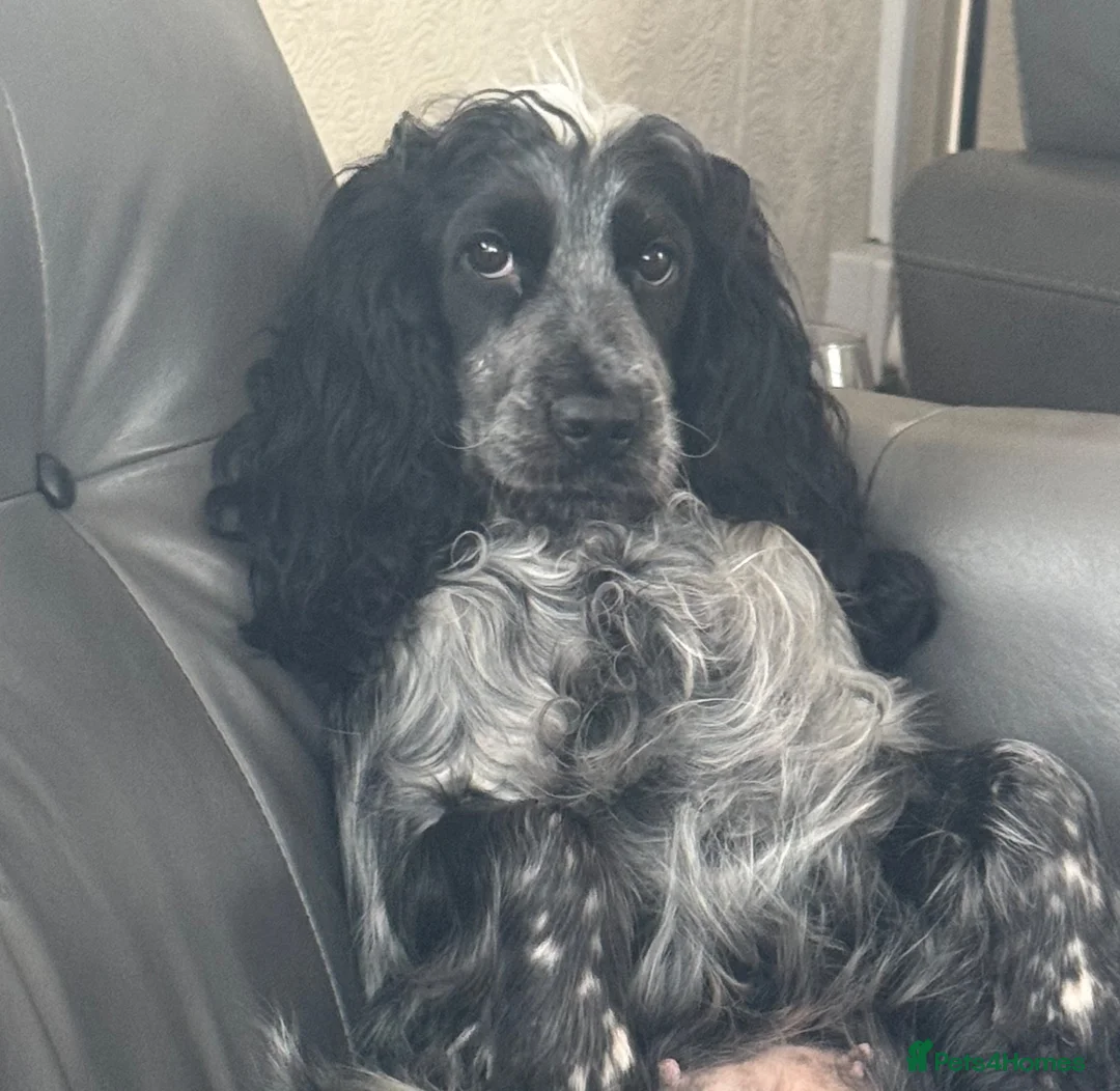 Cocker Spaniel dogs for sale: Show cocker spaniel  - Advert 2