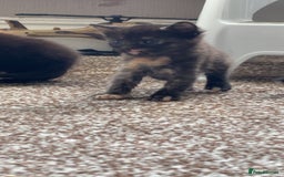 British Shorthair cats for sale: Beautiful litter of 5 kittens  - Image 4